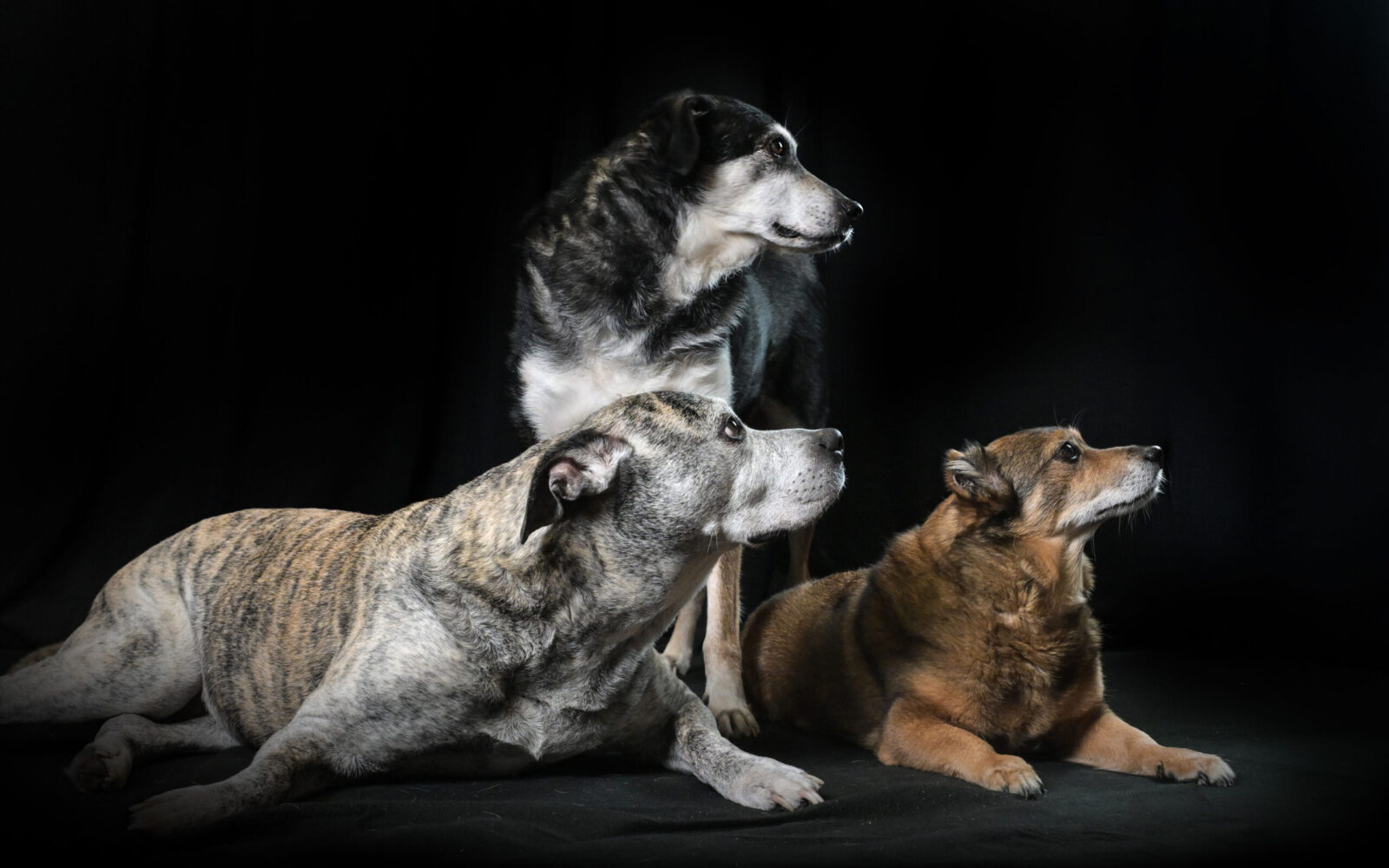 hunde_carlow_2026_Foto_Maren-Winter_20